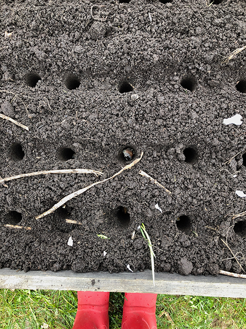 A Complete Guide to Planting Garlic