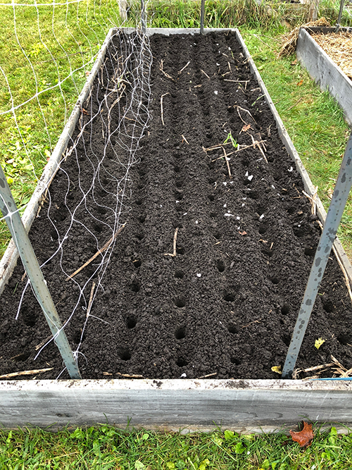 A Complete Guide to Planting Garlic