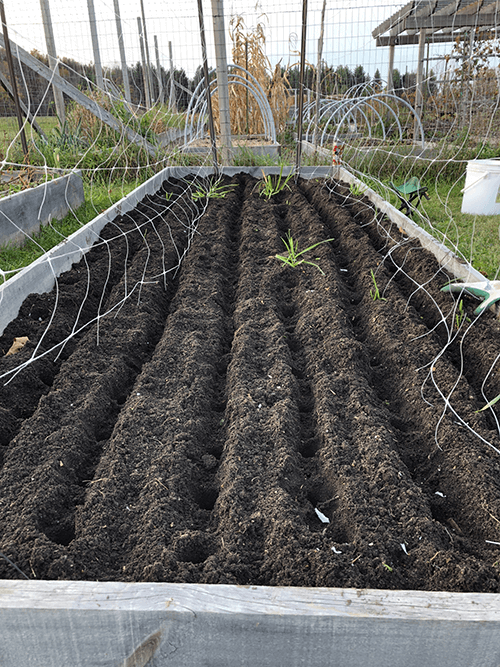 A Complete Guide to Planting Garlic