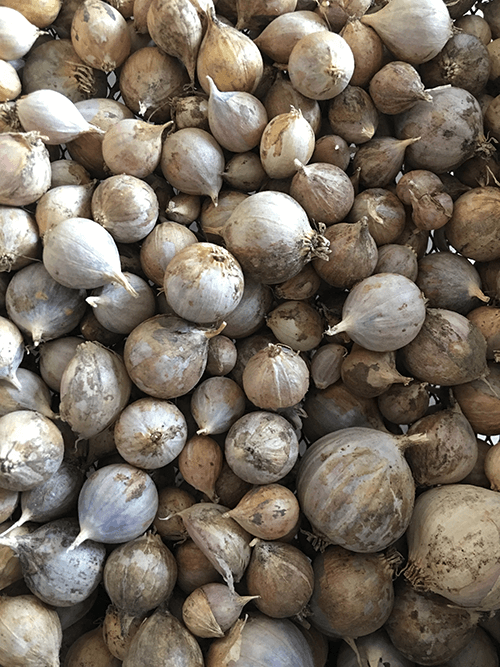 A Complete Guide to Planting Garlic