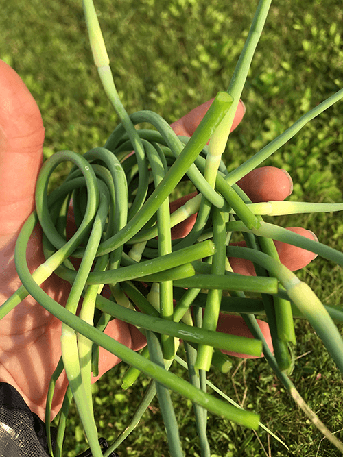 A Complete Guide to Planting Garlic