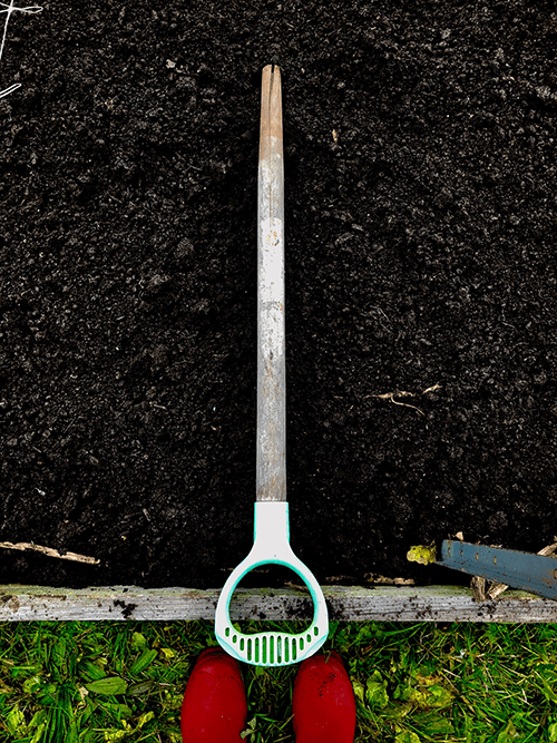 A Complete Guide to Planting Garlic