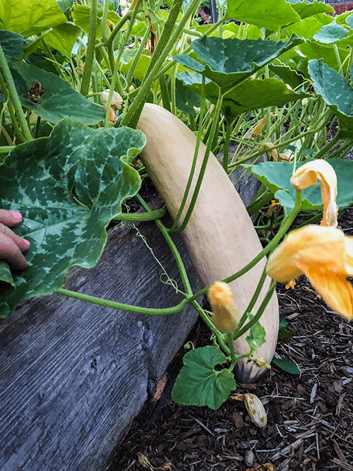 How to Save Squash Seeds