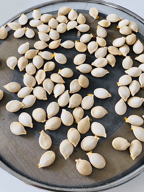 How to Save Squash Seeds