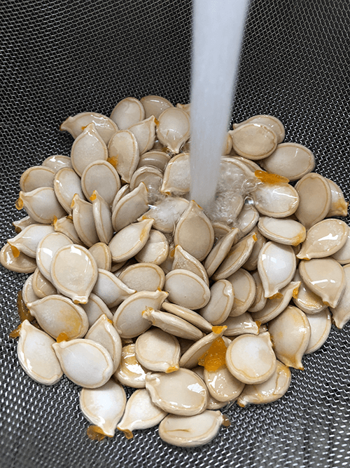 How to Save Squash Seeds