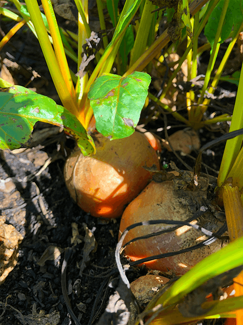 Comparing Beet Varieties