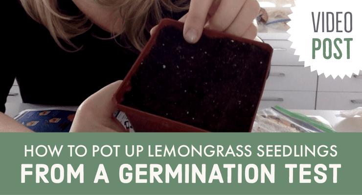How to Pot Up Lemongrass Seedlings from a Germination Test