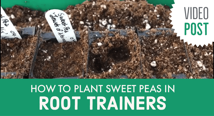 How to Plant Sweet Peas in Root Trainers