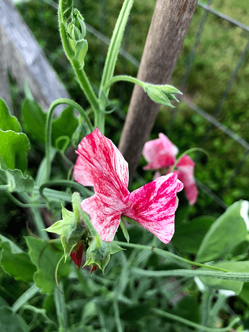 Why You Should Grow Sweet Peas