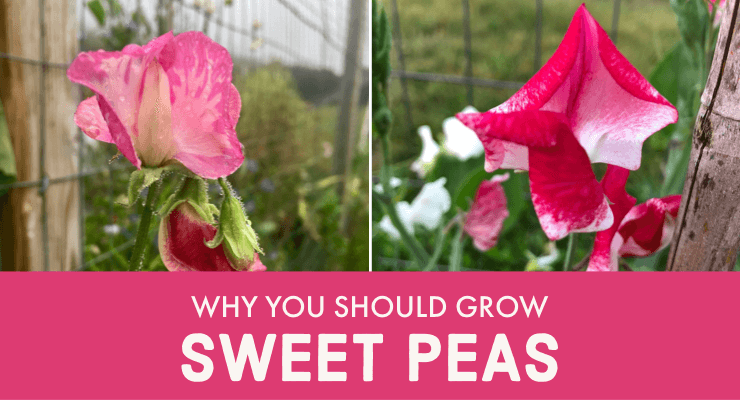 Why You Should Grow Sweet Peas