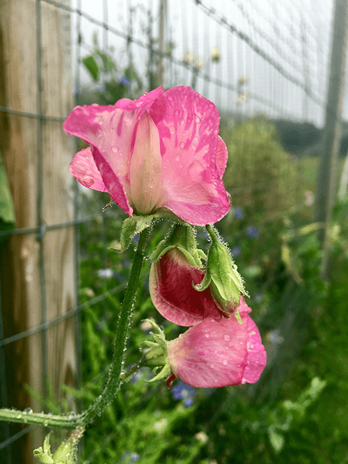 Why You Should Grow Sweet Peas - Julia Dimakos