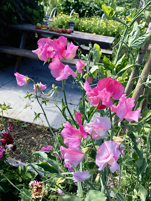 Why You Should Grow Sweet Peas