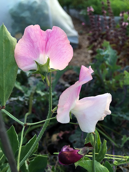 Why You Should Grow Sweet Peas - Julia Dimakos