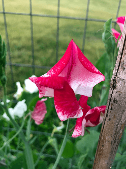 Why You Should Grow Sweet Peas
