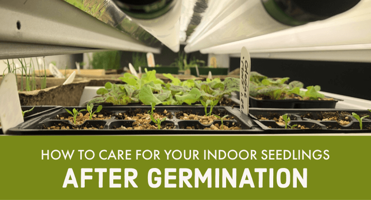 How to Care for your Indoor Seedlings After Germination