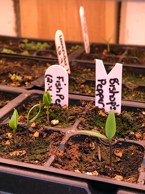 How to Care for Your Indoor Seedlings after Germination