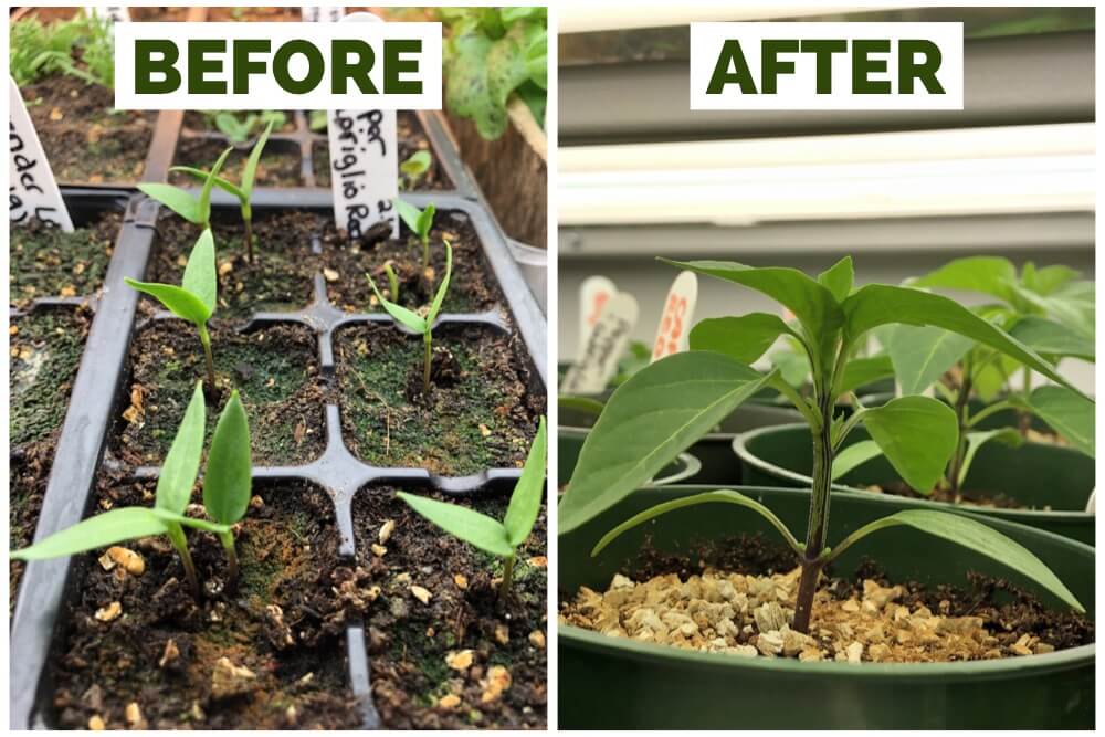 How to Care for Your Indoor Seedlings after Germination