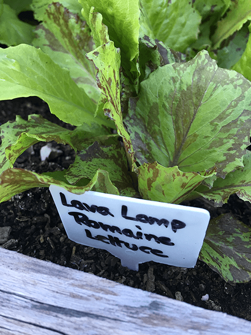 How to Keep Your Plant Tags from Fading in the Garden