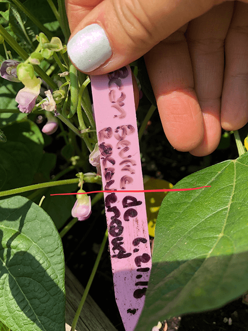 How to Keep Your Plant Tags from Fading in the Garden