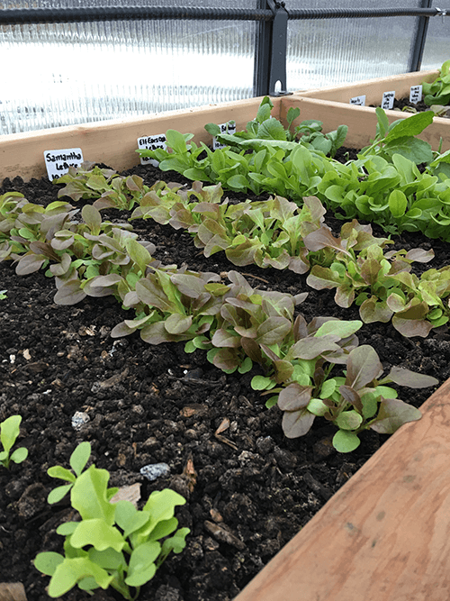 How to Keep Your Plant Tags from Fading in the Garden