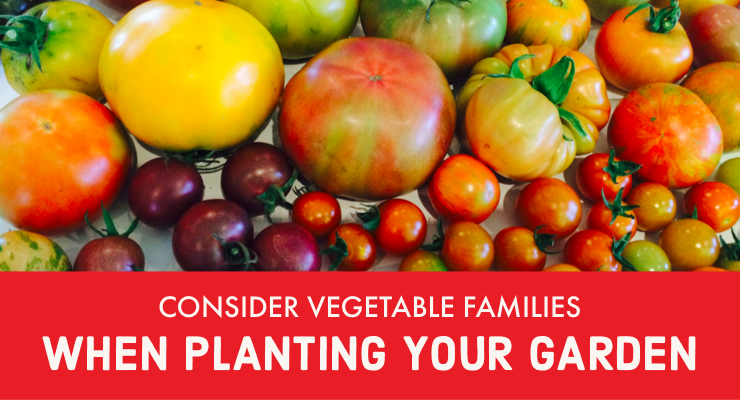 Consider Vegetable Families When Planting Garden Consider Vegetable Families When Planting Garden