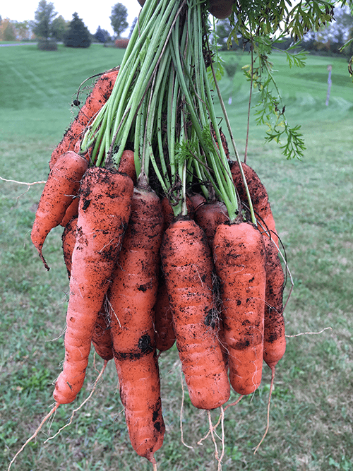 Consider Vegetable Families When Planting Your Garden
