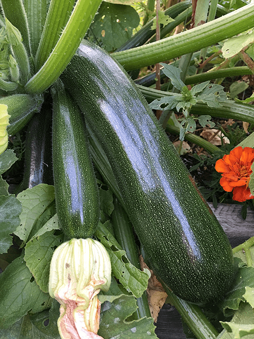Consider Vegetable Families When Planting Your Garden