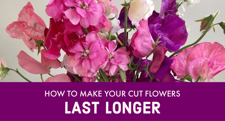 How to Make your Cut Flowers Last Longer
