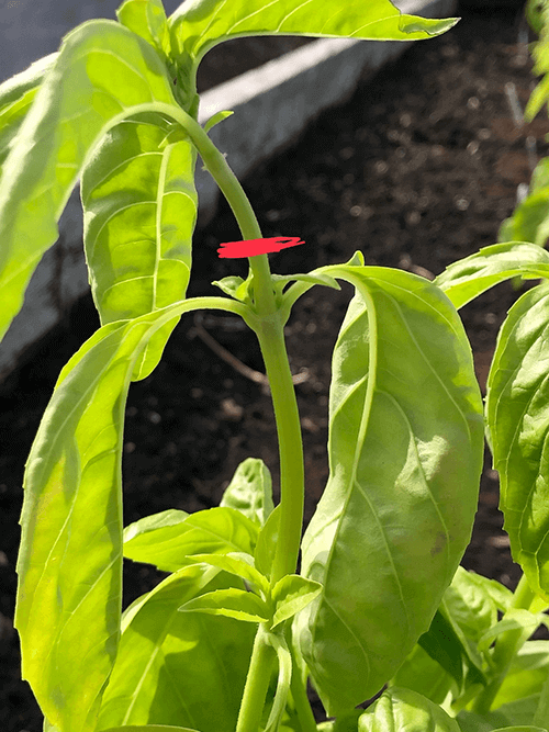 A Complete Guide to Growing Basil