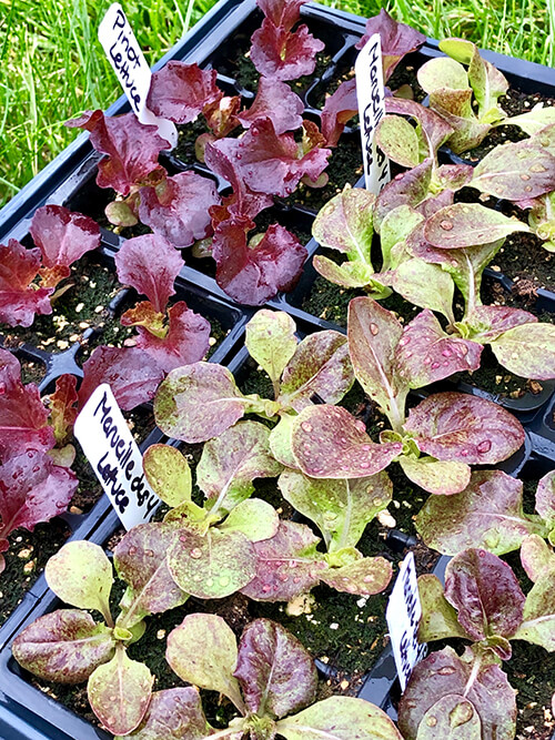 Succession-planted lettuce seedlings