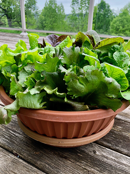 Salad Bowl container-grown lettuce