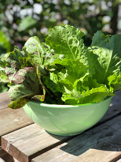 Harvest of fresh lettuce leaves