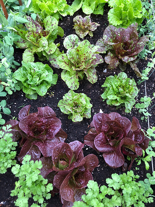 Lettuce growing in the veggie garden