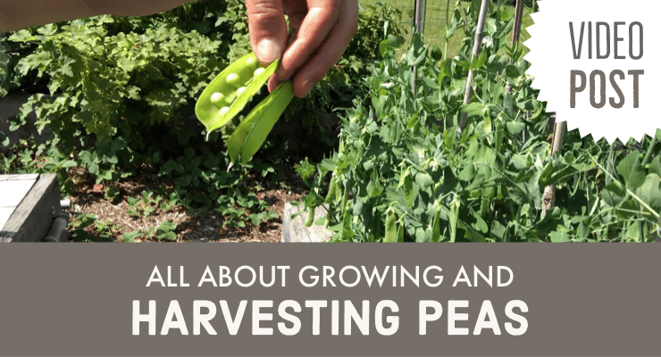 All About Growing and Harvesting Peas