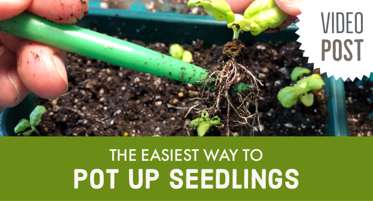 The Easiest Way to Pot Up Seedlings