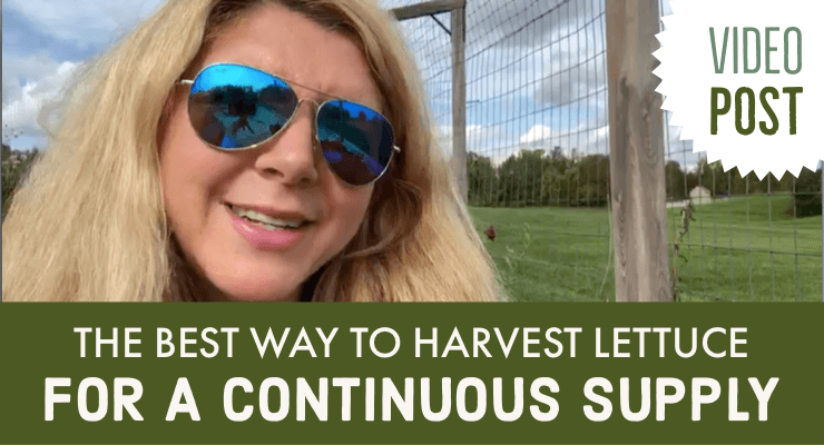 The Best Way to Harvest Lettuce for a Continuous Supply