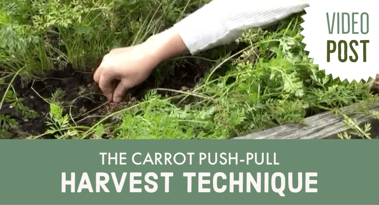 The Carrot Push-Pull Harvest Technique