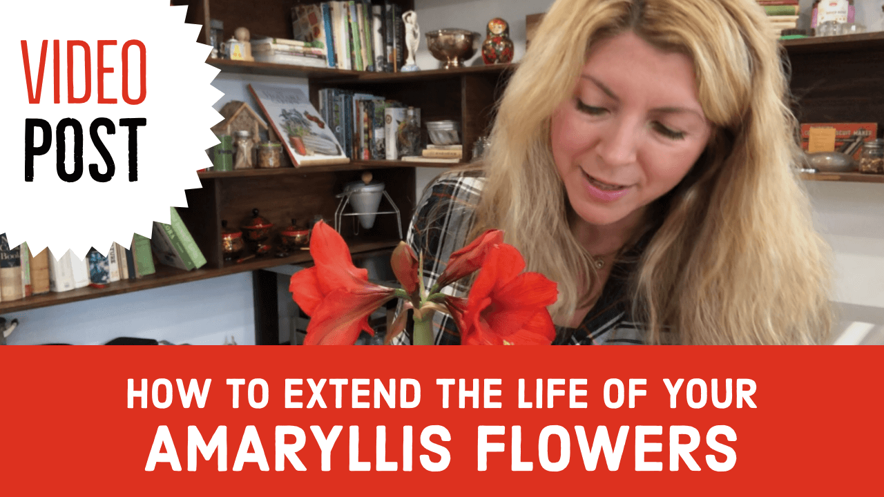 How to Extend the Life of Your Amaryllis Flowers
