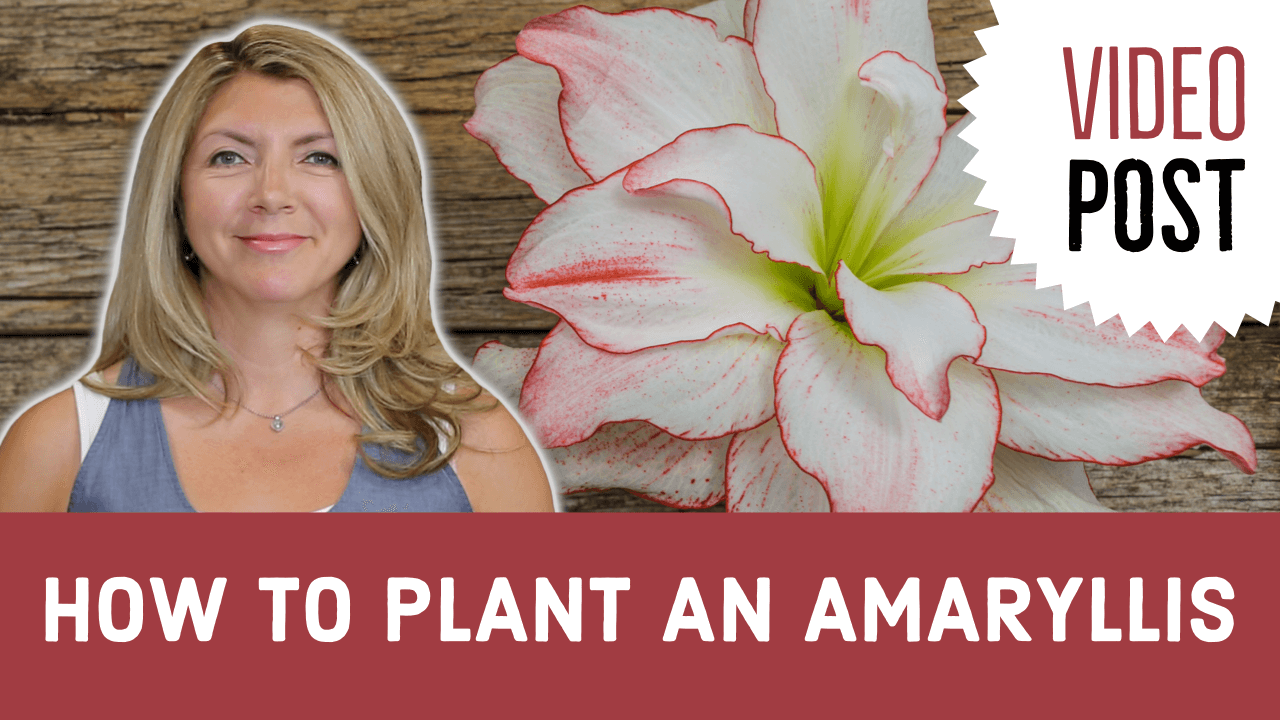 How to Plant an Amaryllis