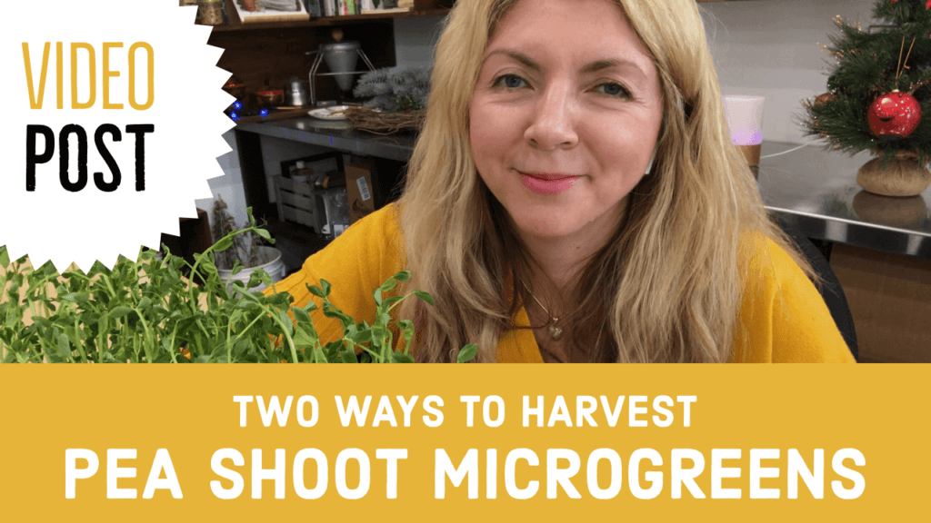 Two Ways to Harvest Pea Shoot Microgreens