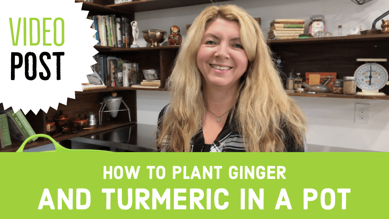 How to Plant Ginger & Turmeric In a Pot
