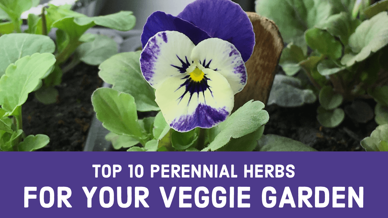 Top 10 Perennial Herbs for Your Veggie Garden