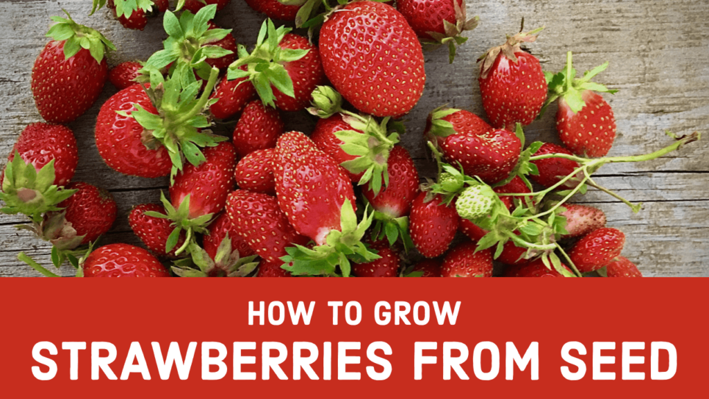 How to Grow Strawberries from Seed