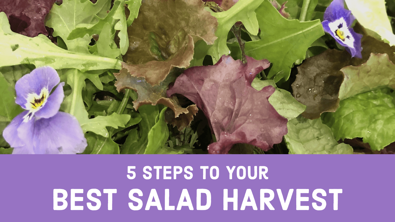 5 Steps to Your Best Salad Harvest 5 Steps to Your Best Salad Harvest
