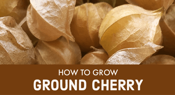 How to Grow Ground Cherry