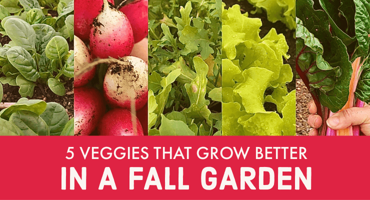 5 Veggies that Grow Better in a Fall Garden 5 Veggies that Grow Better in a Fall Garden