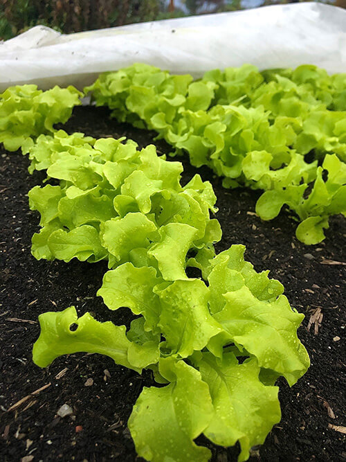 5 Veggies that Grow Better in a Fall Garden