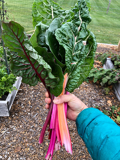 5 Veggies that Grow Better in a Fall Garden