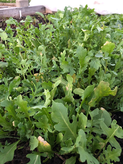 5 Veggies that Grow Better in a Fall Garden