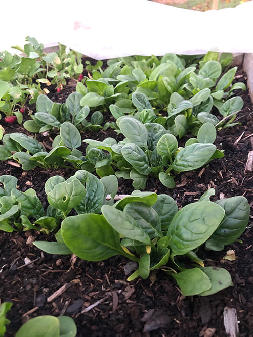 5 Veggies that Grow Better in a Fall Garden